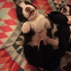 Meet your Posher, Tess